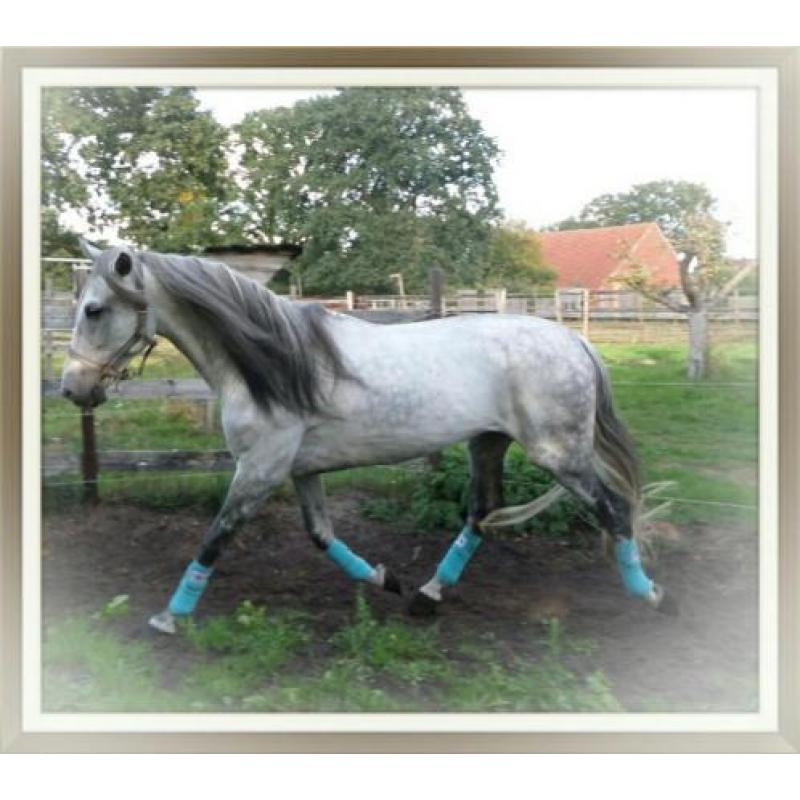 Andalusier ( cruzado ) hengst te koop