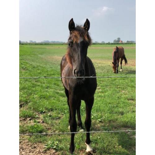 Ontzettend lieve, zwarte jaarling hengst