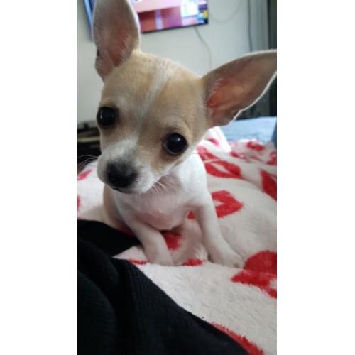 Mini Chihuahua reutje