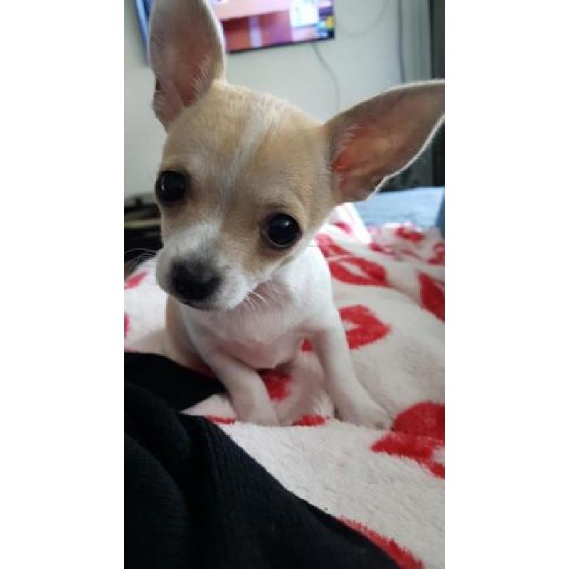 Mini Chihuahua reutje