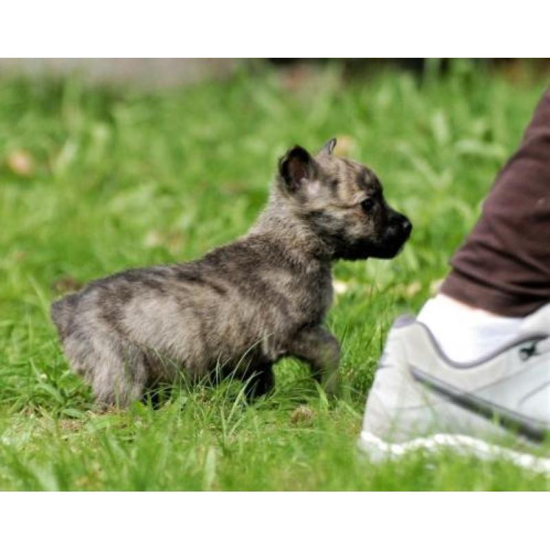 Zeer aparte boomer pup