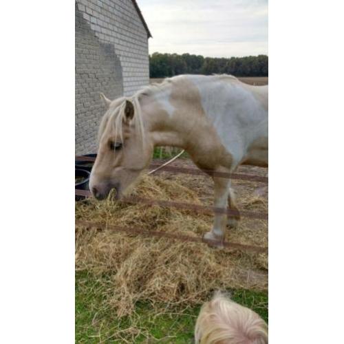 Irish cob / tinker palomino te koop