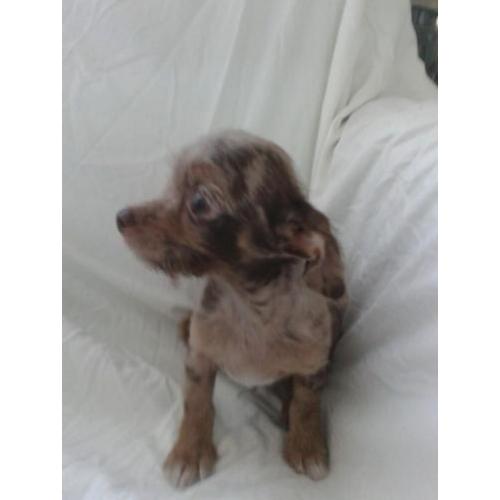 Tiny toy mini poodle x