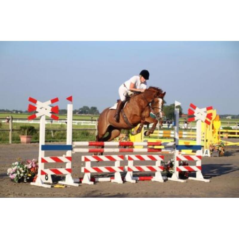 Super brave opvallende spring merrie te koop