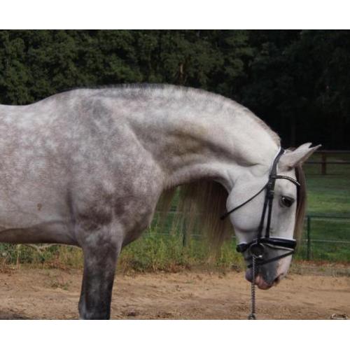 Zeer fijne grote pre/andalusier hengst