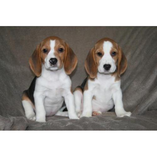 Beagle pups