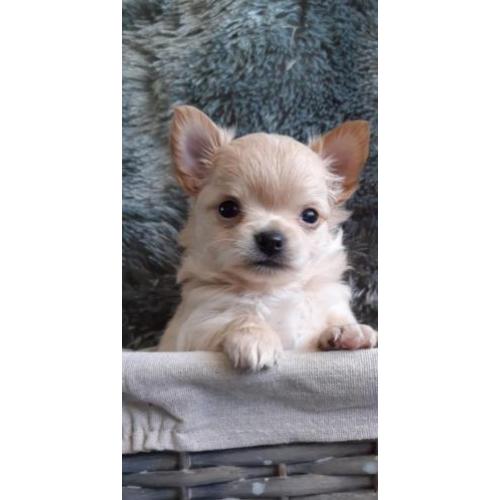 Chihuahua s raszuiver