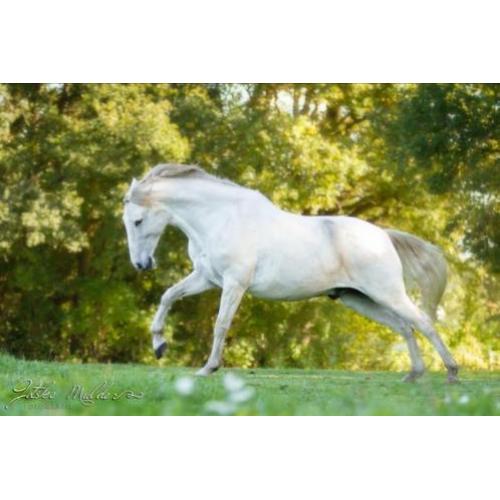 Super mooie grote PRE/Andalusier ruin