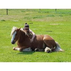 Prachtige lieve 2 jarige Tinker merrie