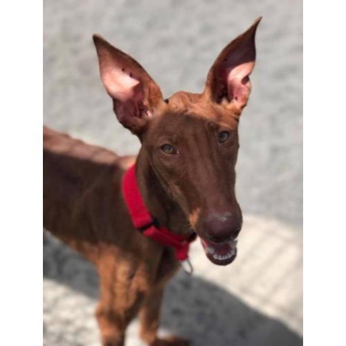 *SPOEDOPVANG GEZOCHT: Serena, 2 jaar*