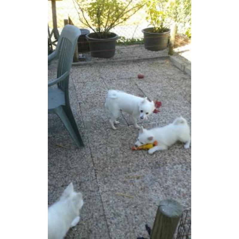 keeshondpups te koop