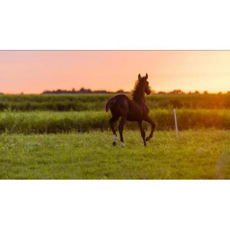 Tuigpaard Hengstveulen. Delviro x Dutch Design x Saffraan