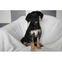 Border Doodle pups ( Labradoodle x Border Collie)