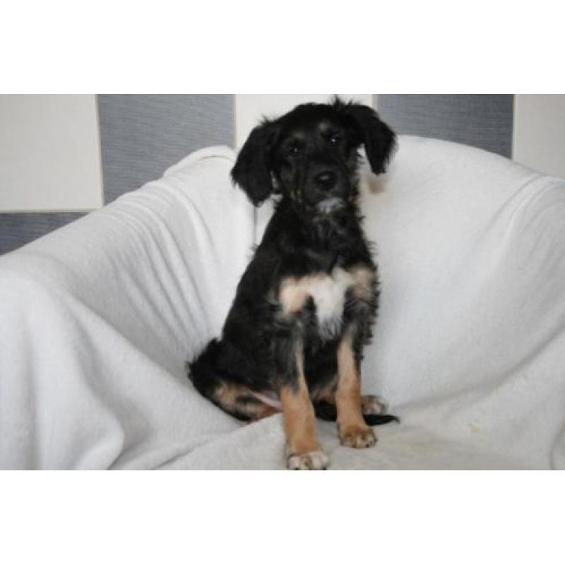 Border Doodle pups ( Labradoodle x Border Collie)