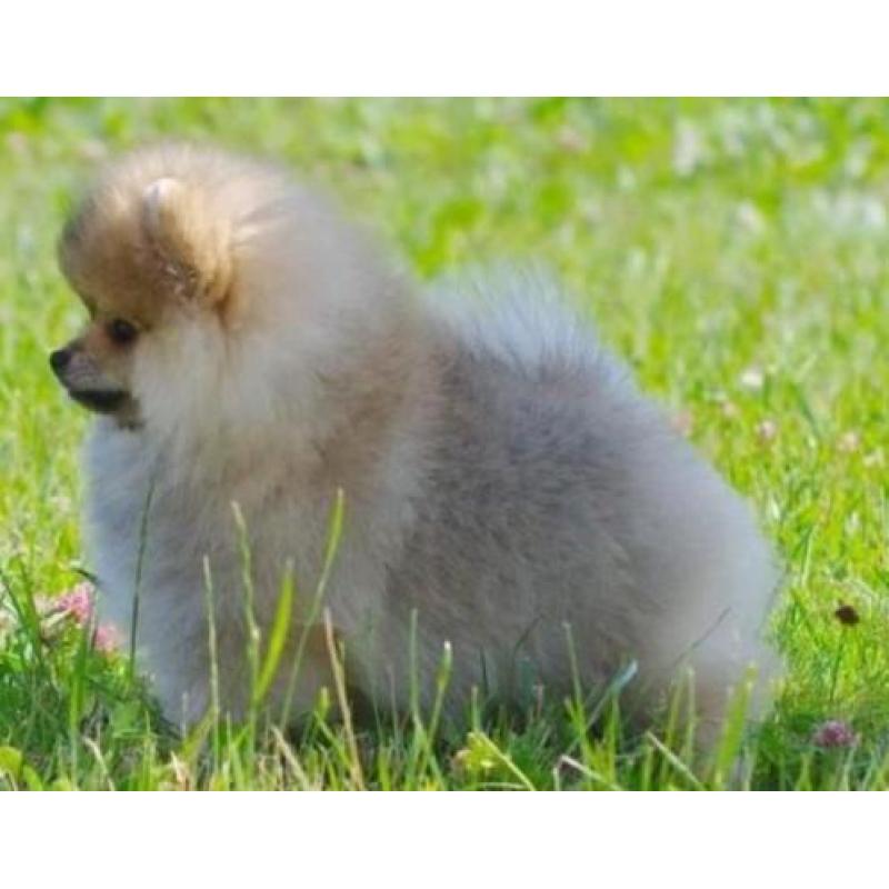 Prachtig Reutje Pomeranian/Pomeriaan/Dwergkeesje/FCI
