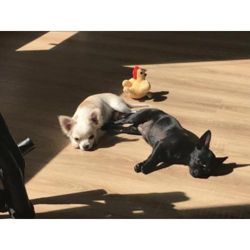 Chihuahua reutje en teefje