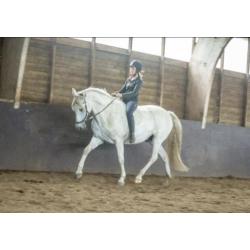 Super mooie grote PRE/Andalusier ruin