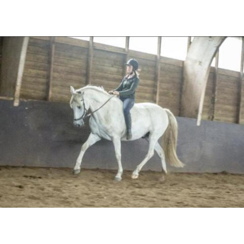 Super mooie grote PRE/Andalusier ruin