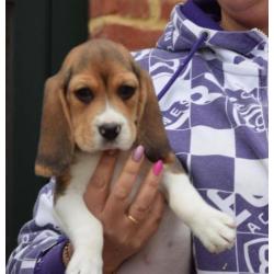 Beagle pups