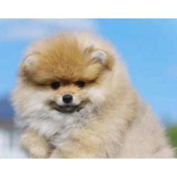 Prachtig Reutje Pomeranian/Pomeriaan/Dwergkeesje/FCI