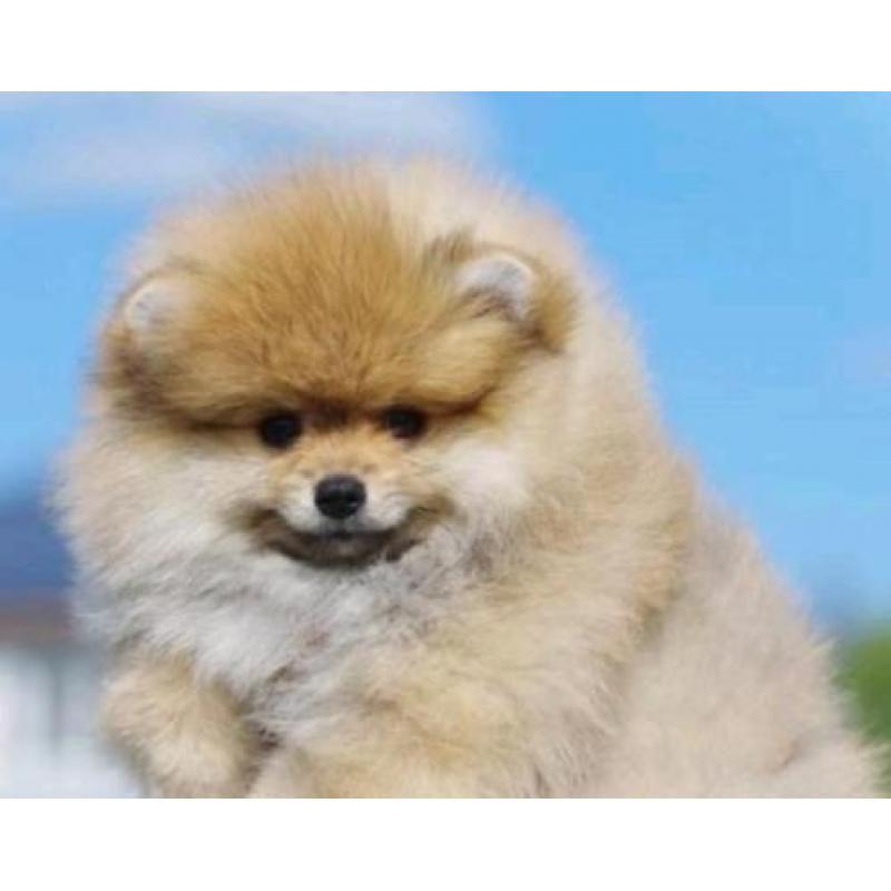Prachtig Reutje Pomeranian/Pomeriaan/Dwergkeesje/FCI