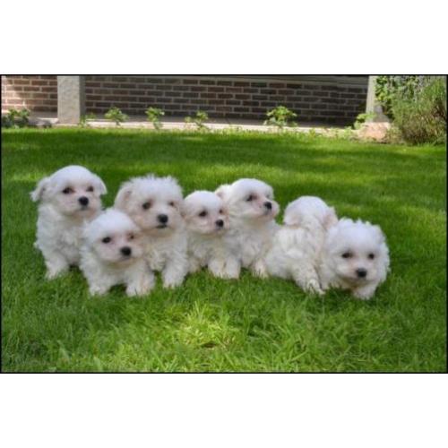 Maltezer pups