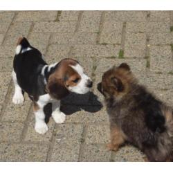 Beagle pups