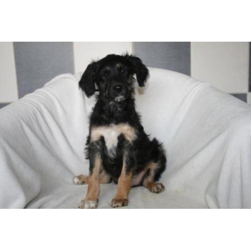 Border Doodle pups ( Labradoodle x Border Collie)