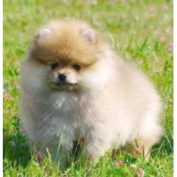 Prachtig Reutje Pomeranian/Pomeriaan/Dwergkeesje/FCI