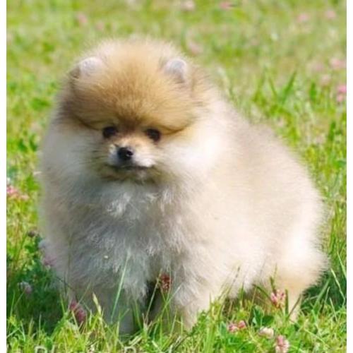 Prachtig Reutje Pomeranian/Pomeriaan/Dwergkeesje/FCI