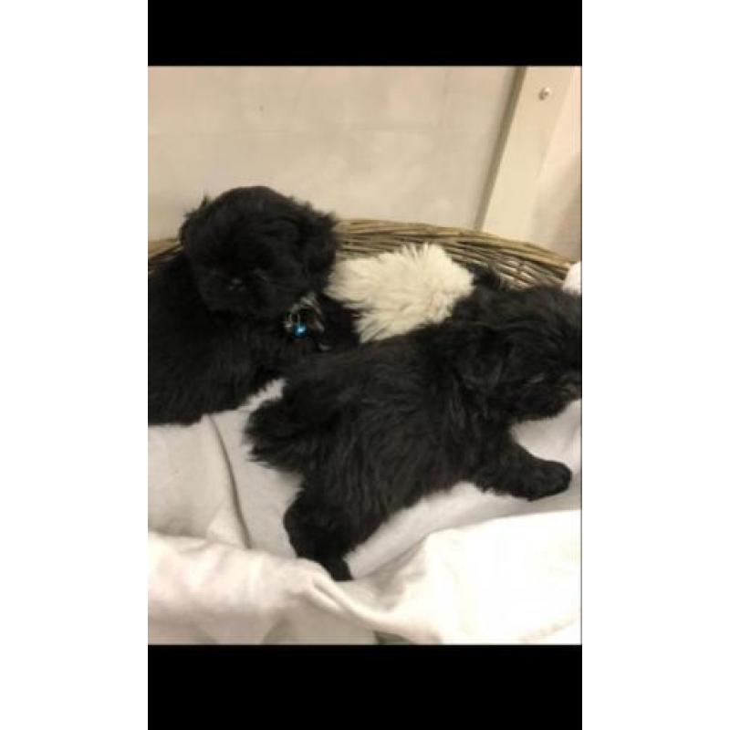 Shi Tzu pups