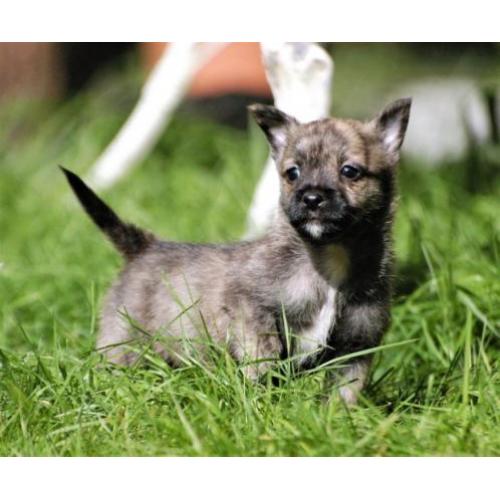 Zeer aparte boomer pup