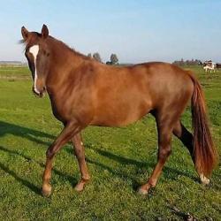 2.5 jarige merrie Ferguson x Sierappel