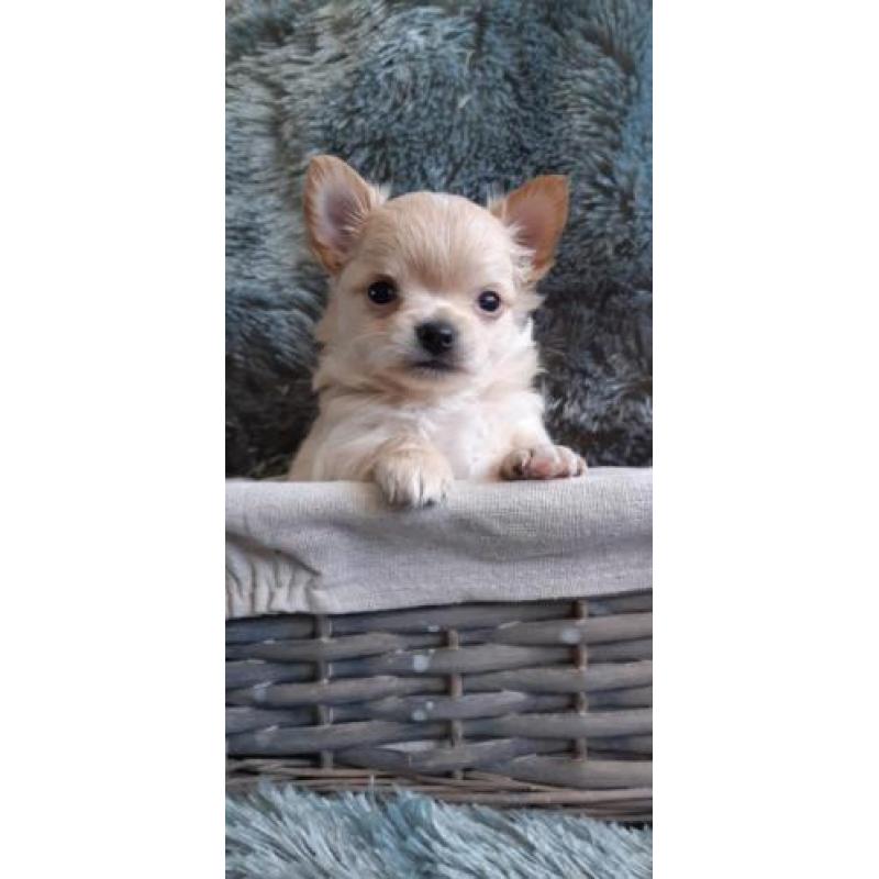 Chihuahua s raszuiver
