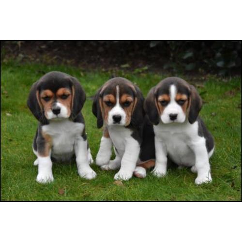 Beagle pups