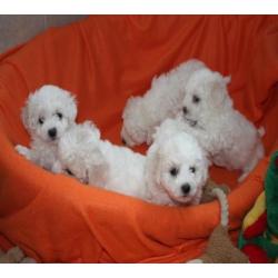 Zeer mooie Bichon Frise pups