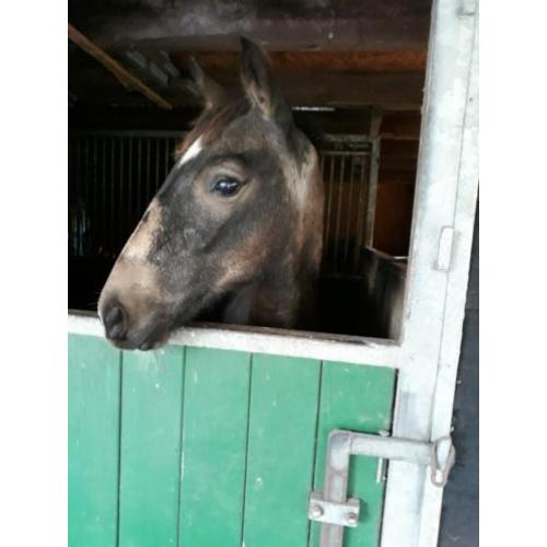 Prachtig hengst veulen dit weekend voor 2450