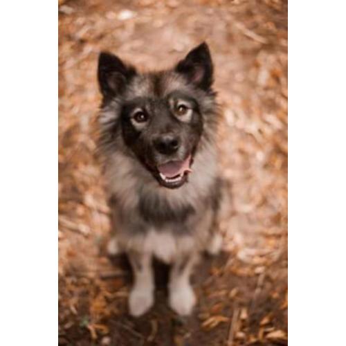 Een aanhankelijke (familie)vriend: Shadow