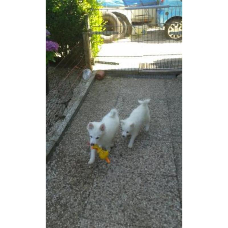 keeshondpups te koop