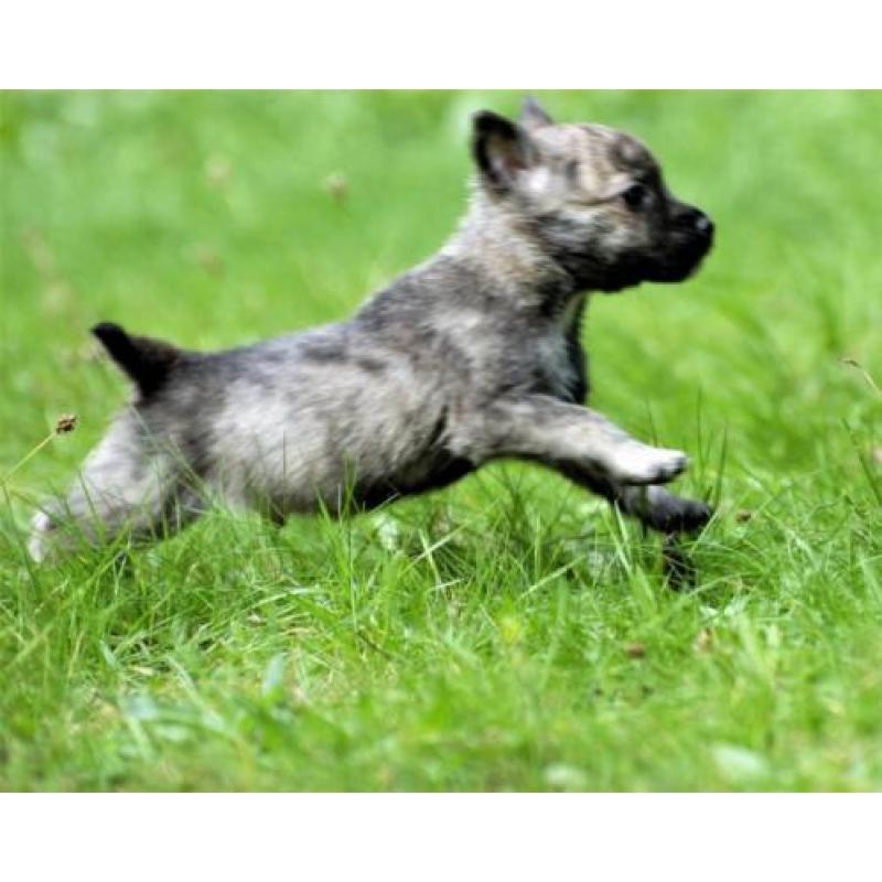 Zeer aparte boomer pup