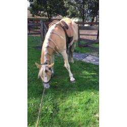 Haflinger Napoleon, 4 jaar