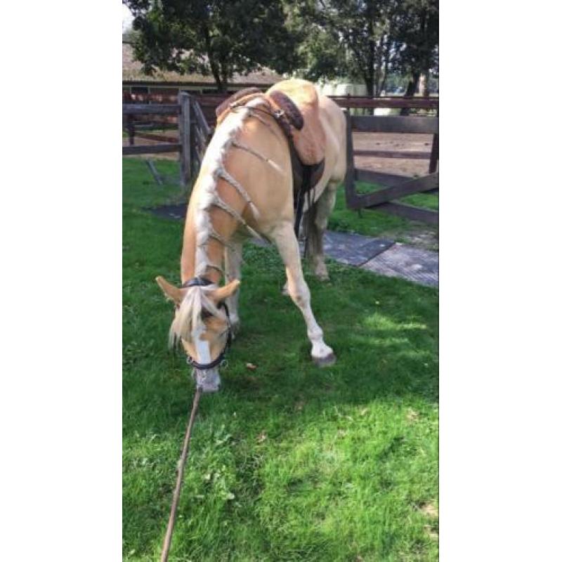 Haflinger Napoleon, 4 jaar