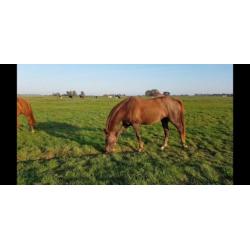2.5 jarige merrie Ferguson x Sierappel