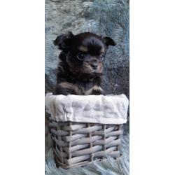 Chihuahua s raszuiver