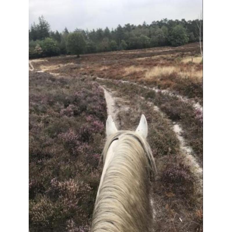 Super mooie grote PRE/Andalusier ruin