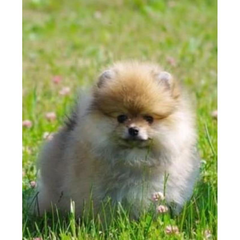 Prachtig Reutje Pomeranian/Pomeriaan/Dwergkeesje/FCI