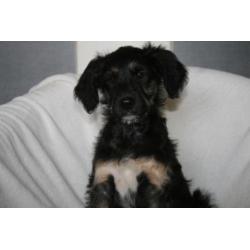 Border Doodle pups ( Labradoodle x Border Collie)