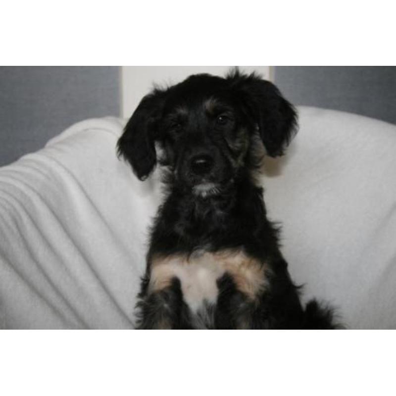Border Doodle pups ( Labradoodle x Border Collie)
