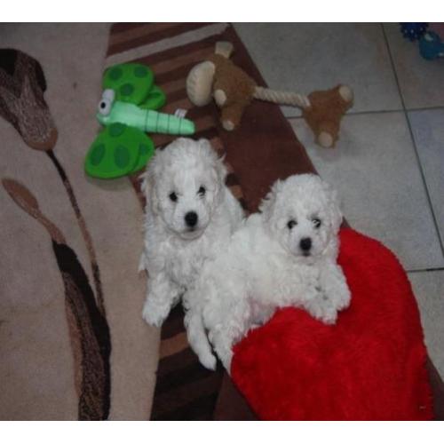 Zeer mooie Bichon Frise pups