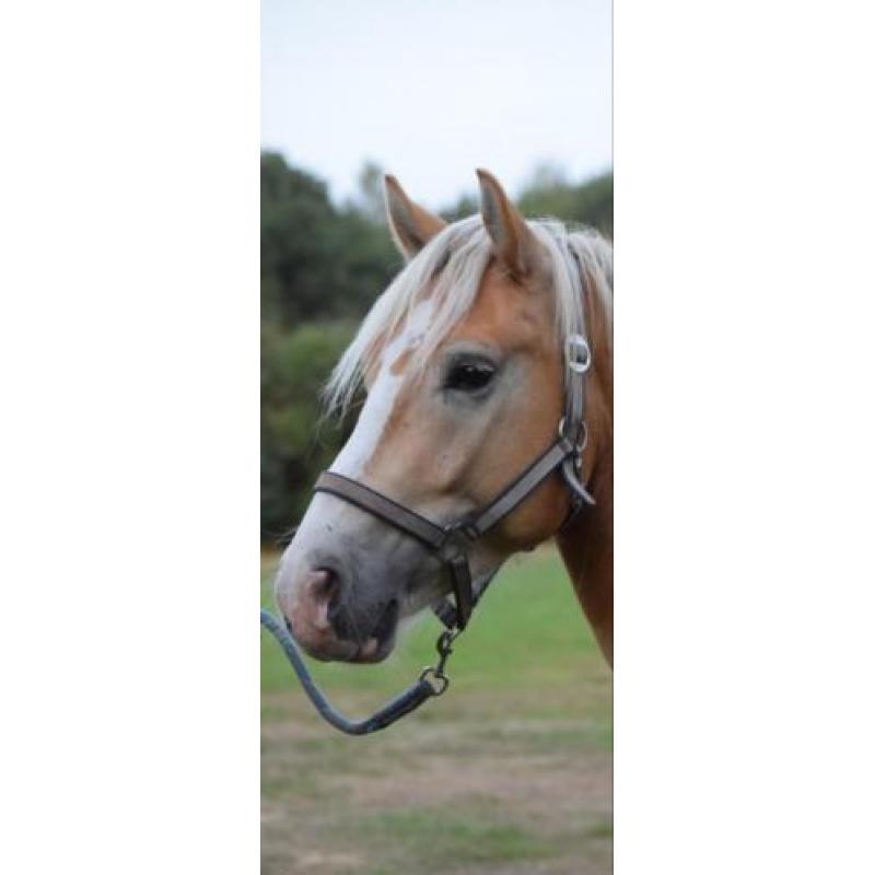 Haflinger Napoleon, 4 jaar